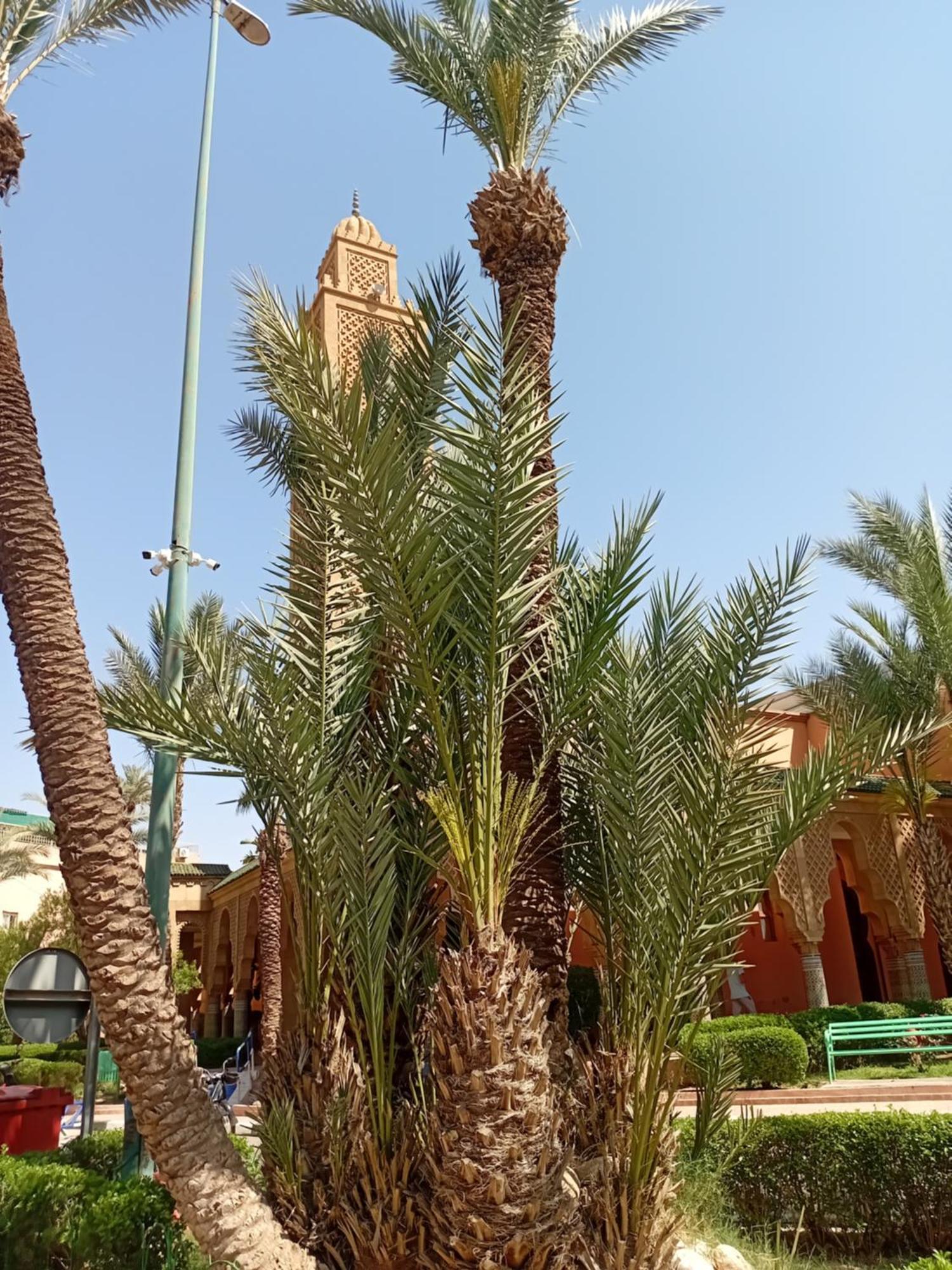 Riad Le Shams Marakeş Dış mekan fotoğraf